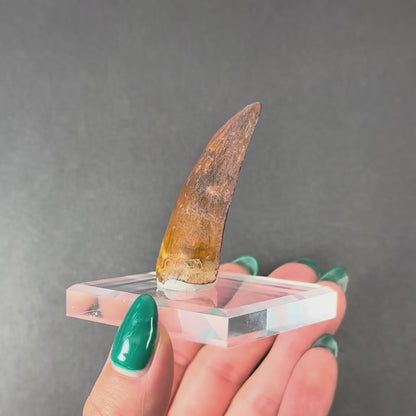 Carcharodontosaurus Tooth 2" from Morocco