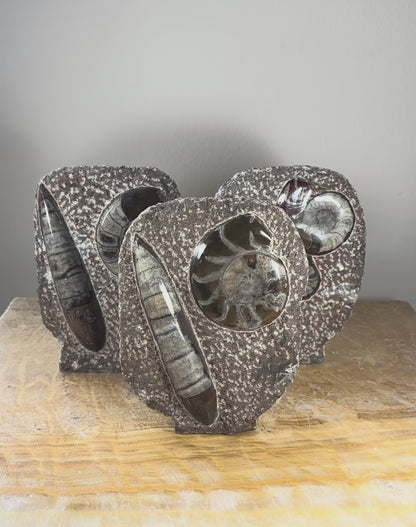Ammonite Fossils in Matrix Sculpture
