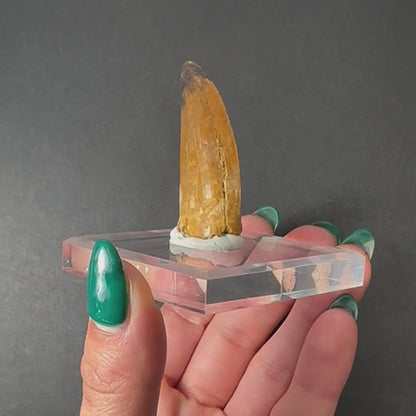 Carcharodontosaurus Tooth