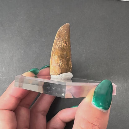 Carcharodontosaurus Tooth 1.75" from Morocco