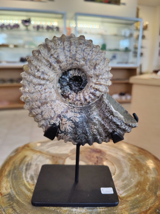 Ammonite Fossils with Display Stand, Early Cretaceous, Madagascar