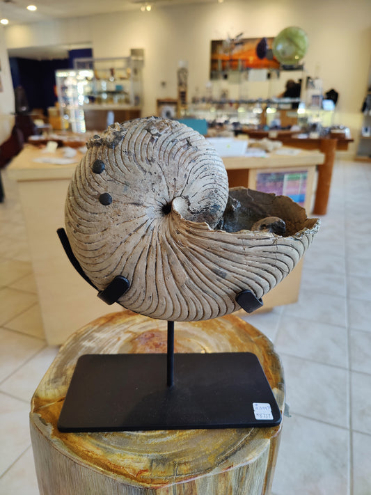 Nautiloid Fossil with Display Stand, Early Cretaceous, Madagascar