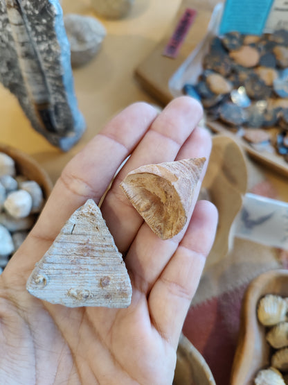 Fossilized Tooth Coral