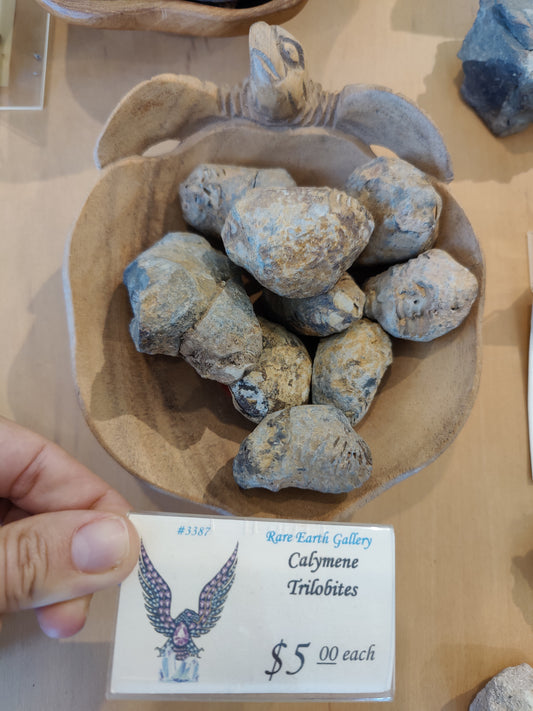 Calymene Trilobite SM