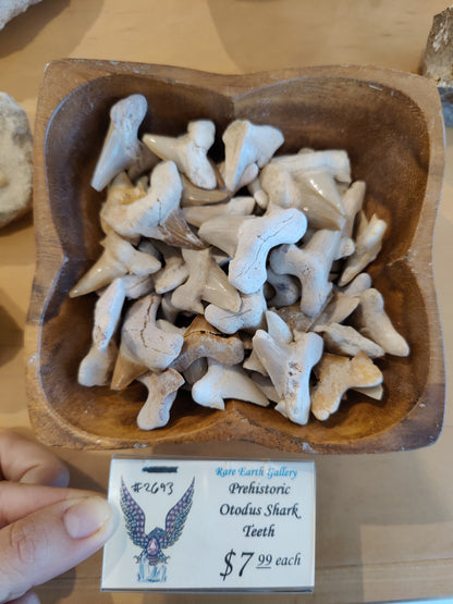 Otodus Shark Tooth SM