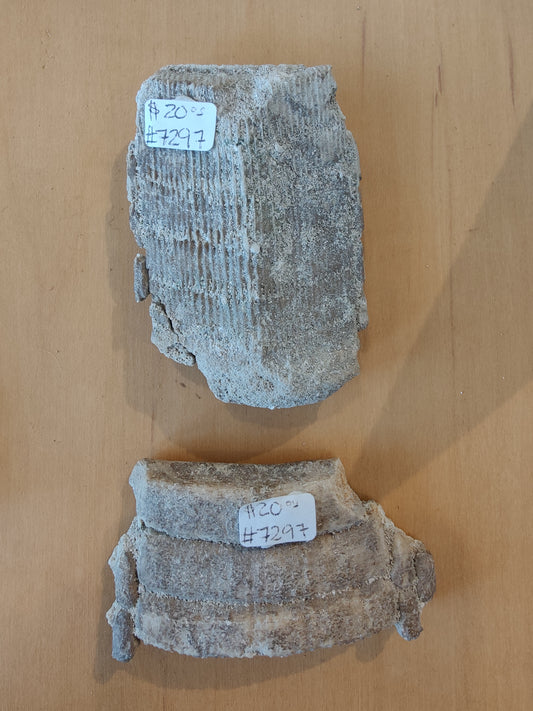 Stingray Mouth Plate Fossil LG