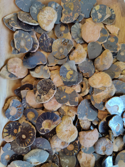 Polished Ammonite Slice