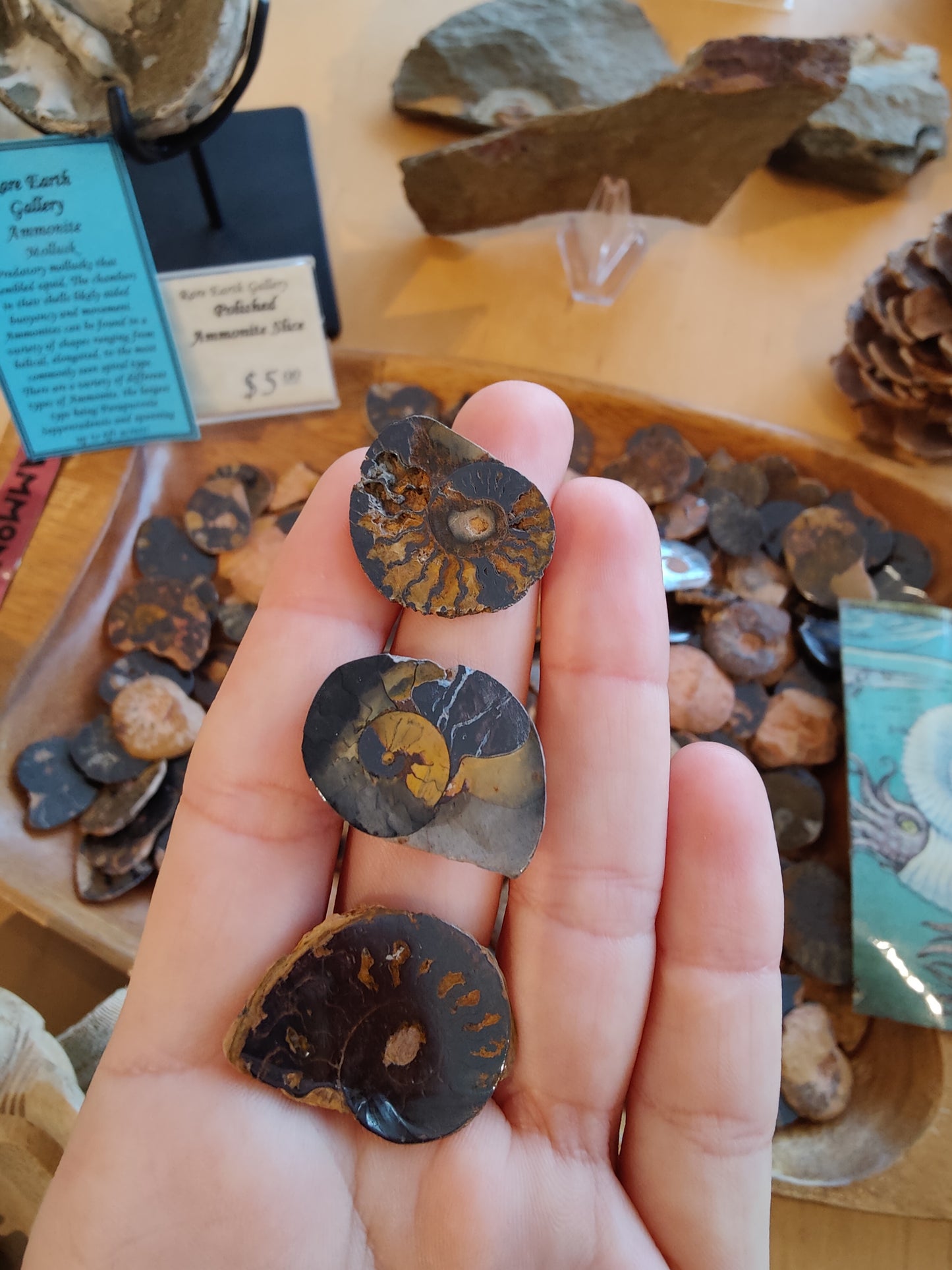 Polished Ammonite Slice
