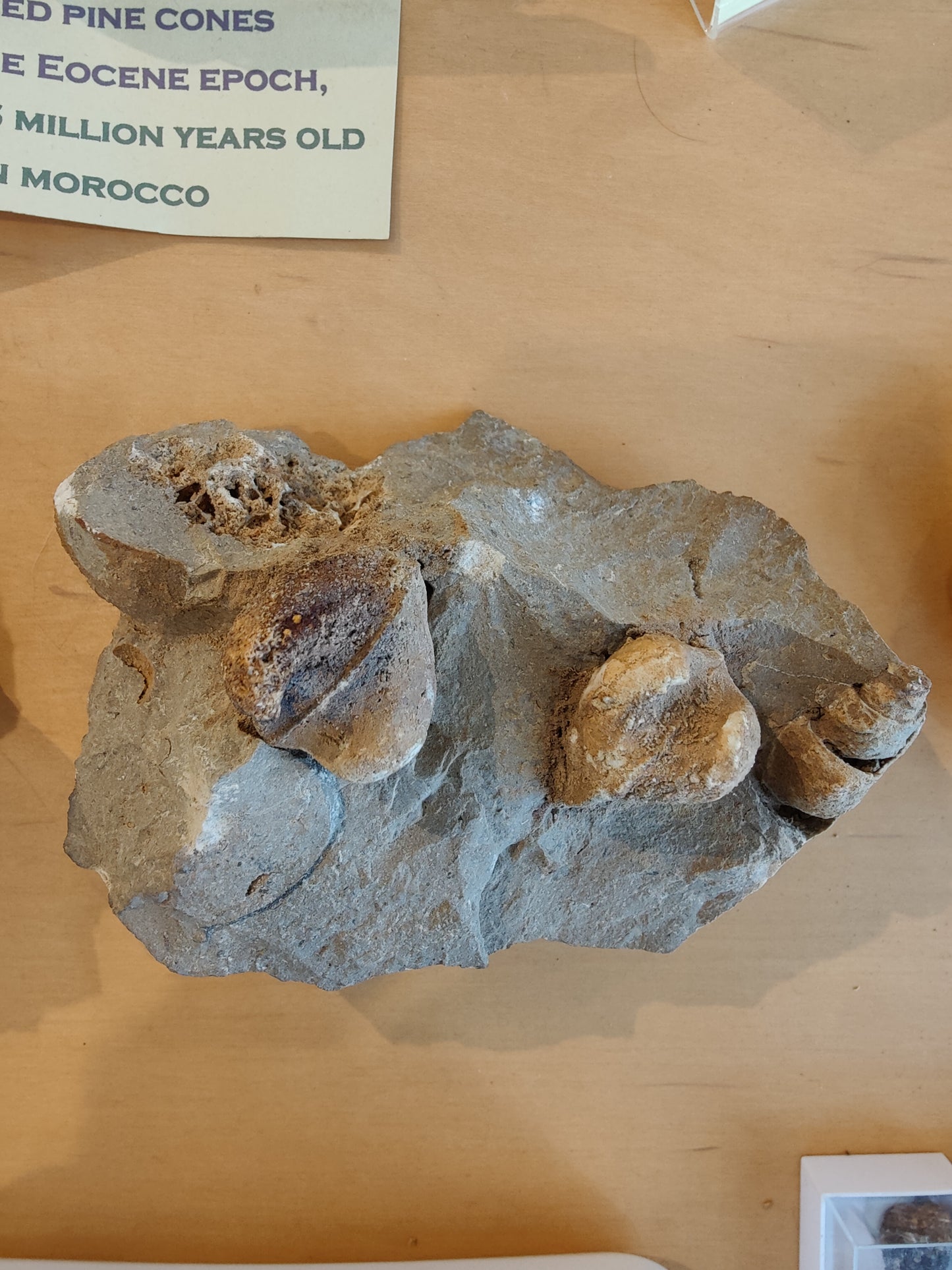 Rough Gastropod Large