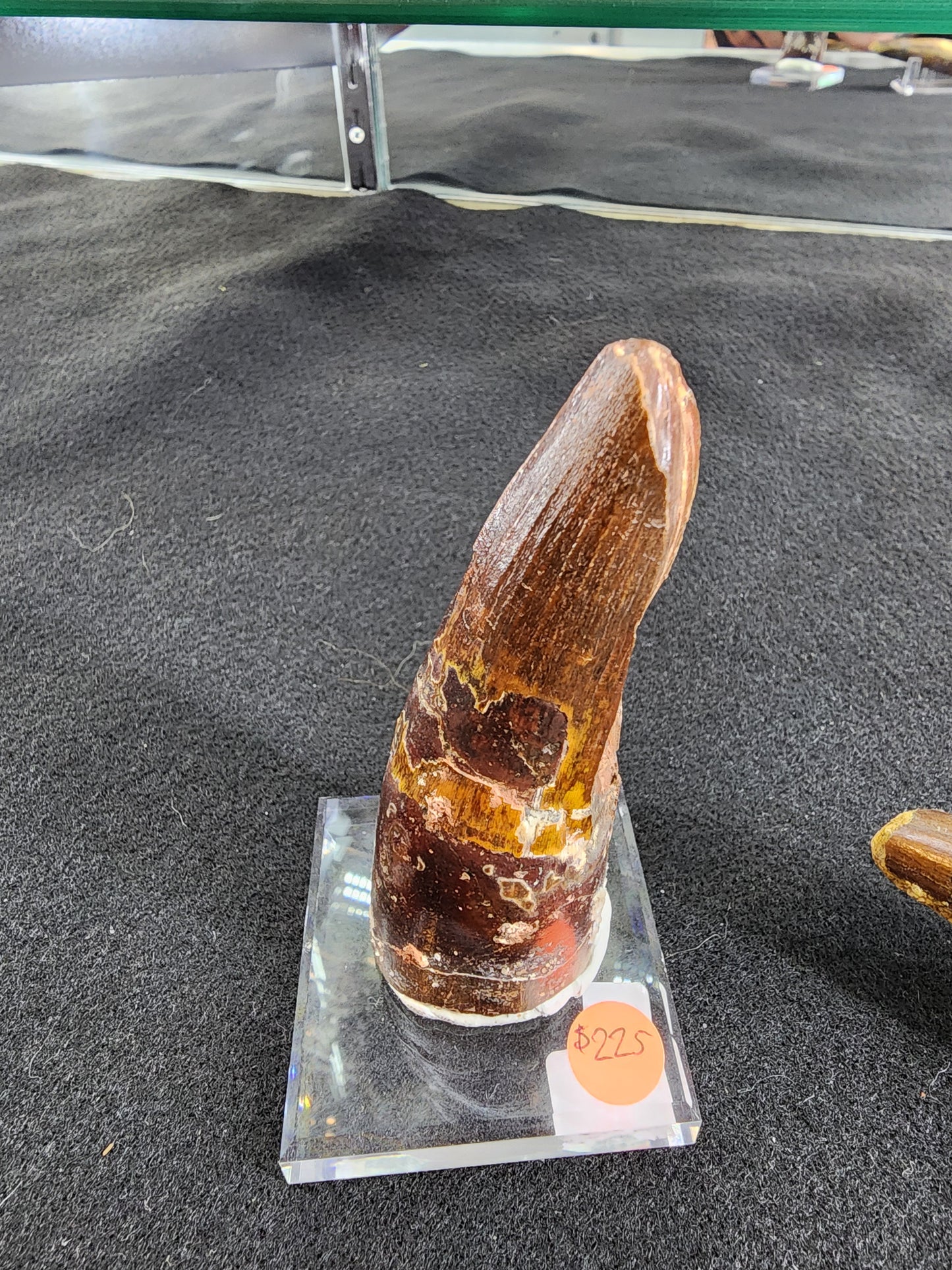 Spinosaurus Tooth (LG)