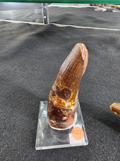 Spinosaurus Tooth (LG)