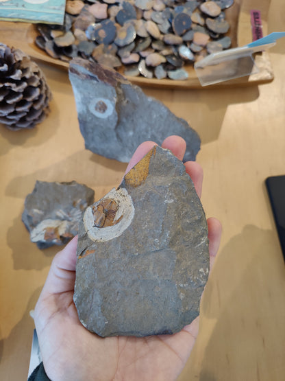 Trilobite Imprint
