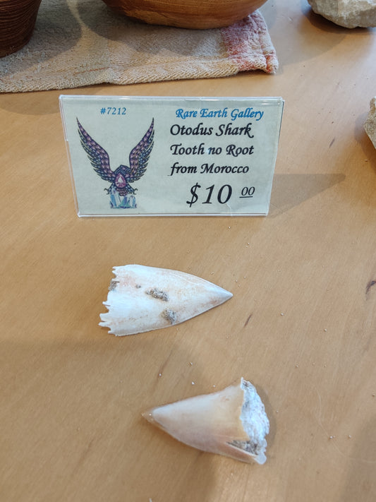 Otodus Shark Tooth No Root (MD)