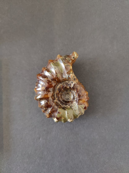 Polished Ammonite Fossil, Early Cretaceous, Madagascar
