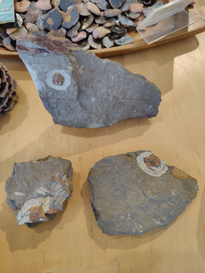 Trilobite Imprint
