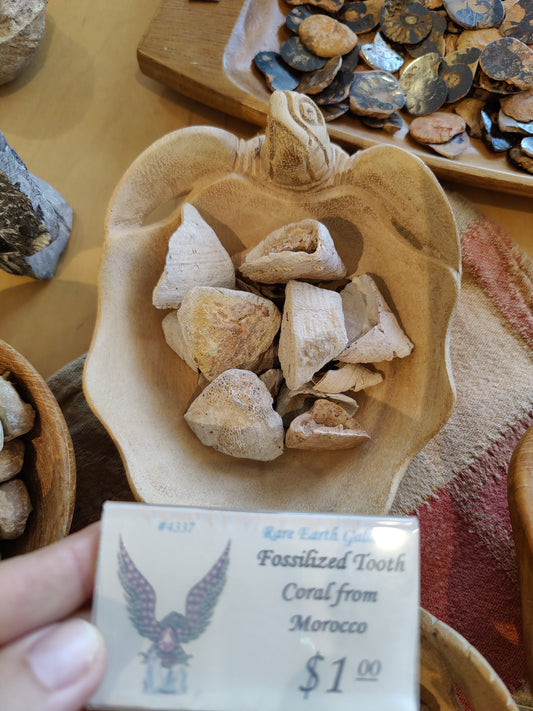 Fossilized Tooth Coral